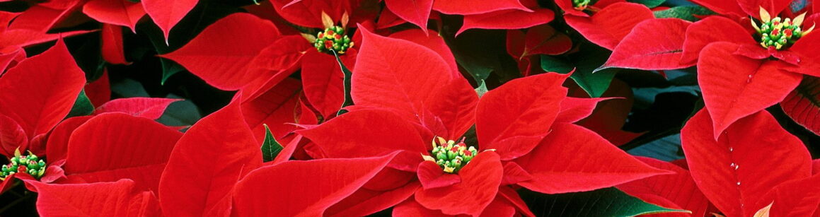 Poinsettias 2